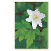 Wood anemone