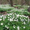 Wood anemone