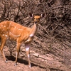 Gazelle tachée zakouma